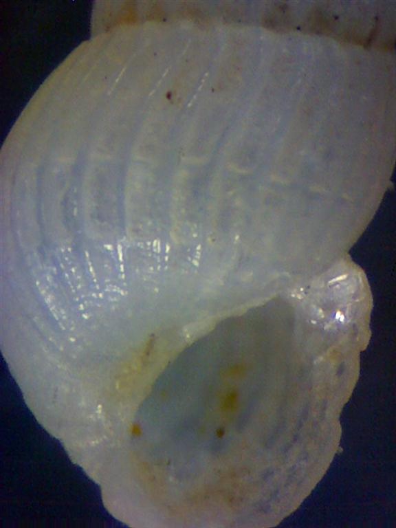 Chrysallida emaciata o suturalis?